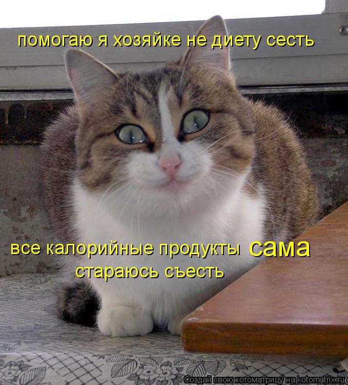 помогаю я хозяйке не диету сесть стараюсь съесть все калорийные продукты сама... Котоматрица: помогаю я хозяйке не диету сесть стараюсь съесть все калорийные продукты сама
