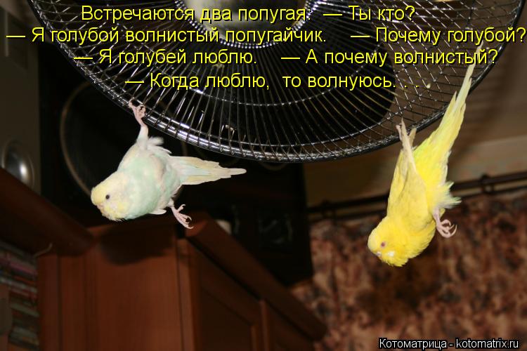 Котоматрица: Встречаются два попугая:  — Ты кто?    — Я голубой волнистый попугайчик.    — Почему голубой?    — Я голубей люблю.    — А почему волнистый?    — К