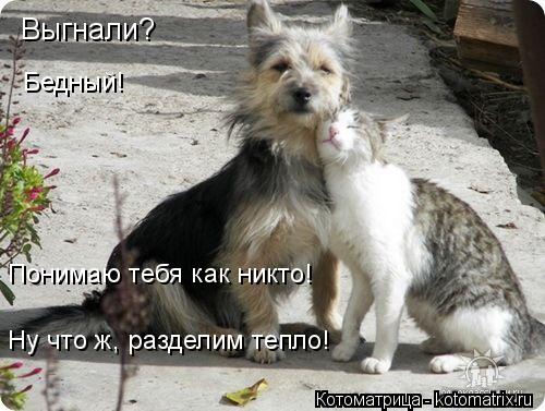 Котоматрица: Выгнали? Бедный! Понимаю тебя как никто! Ну что ж, разделим тепло!