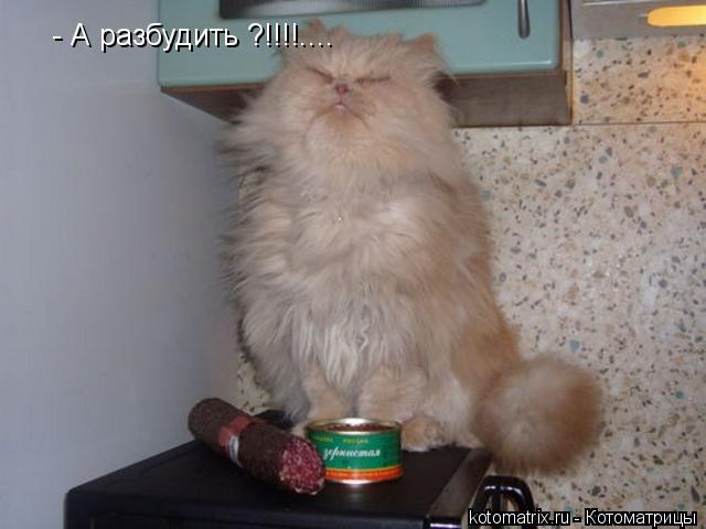 - А разбудить ?!!!!....... Котоматрица: - А разбудить ?!!!!....