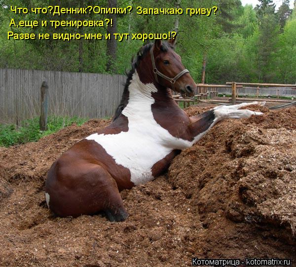 Котоматрица: Что что?Денник?Опилки? Запачкаю гриву? А,еще и тренировка?! Разве не видно-мне и тут хорошо!?
