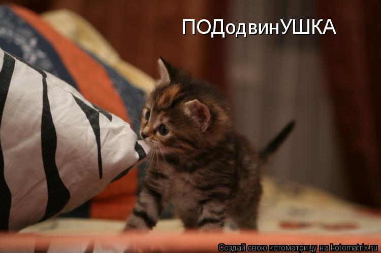 ПОДодвинУШКА... Котоматрица: ПОДодвинУШКА