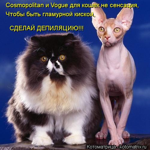 Cosmopolitan и Vogue для кошек не сенсация, Чтобы быть гламурной киской, СДЕЛАЙ ДЕПИЛЯЦИЮ!!!... Котоматрица: Cosmopolitan и Vogue для кошек не сенсация, Чтобы быть гламурной киской, СДЕЛАЙ ДЕПИЛЯЦИЮ!!!