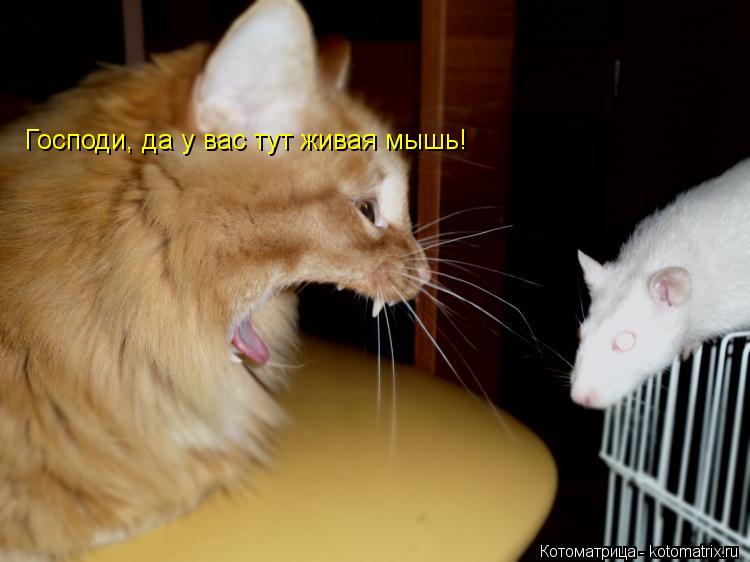 Господи, да у вас тут живая мышь!... Котоматрица: Господи, да у вас тут живая мышь!