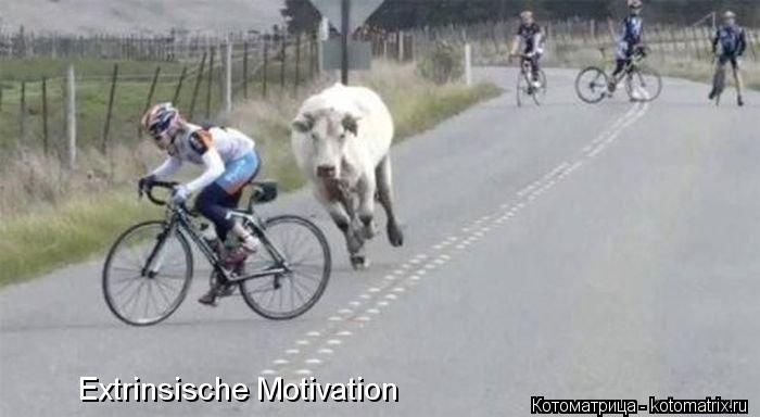 Extrinsische Motivation... Котоматрица: Extrinsische Motivation