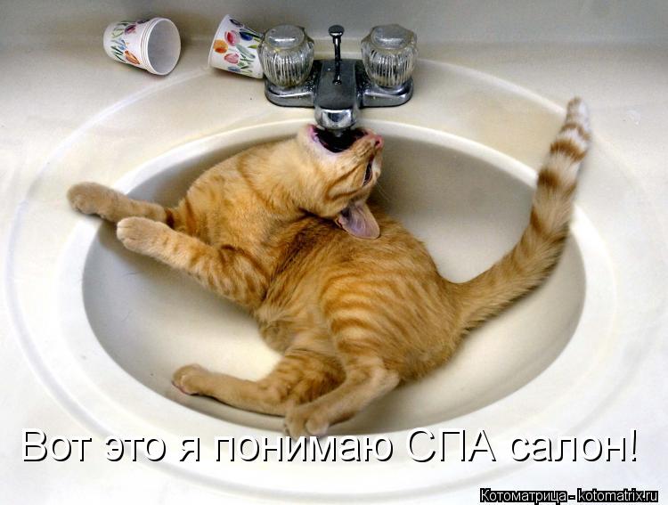 Вот это я понимаю СПА салон!... Котоматрица: Вот это я понимаю СПА салон!