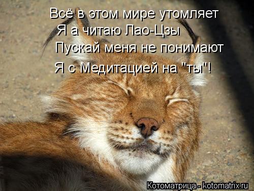 Всё в этом мире утомляет Я а читаю Лао-Цзы Пускай меня не понимают Я с Медитацией на "ты"!... Котоматрица: Всё в этом мире утомляет Я а читаю Лао-Цзы Пускай меня не понимают Я с Медитацией на "ты"!