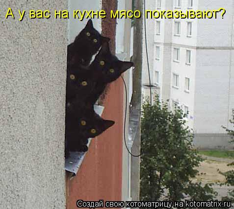 А у вас на кухне мясо показывают?... Котоматрица: А у вас на кухне мясо показывают?