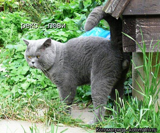 рекс....лови... Котоматрица: рекс....лови