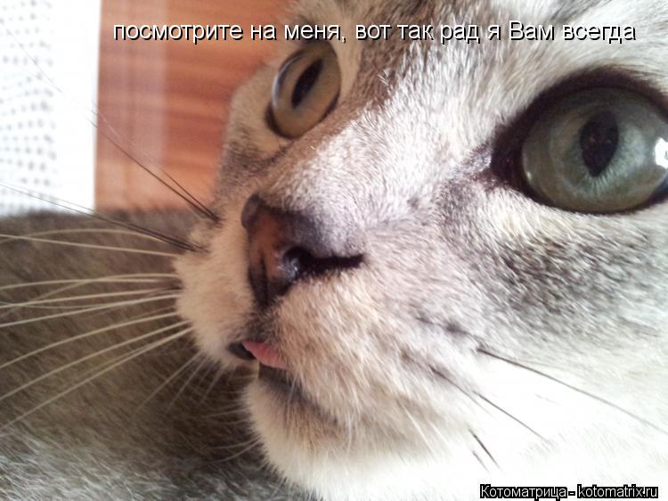 посмотрите на меня, вот так рад я Вам всегда... Котоматрица: посмотрите на меня, вот так рад я Вам всегда
