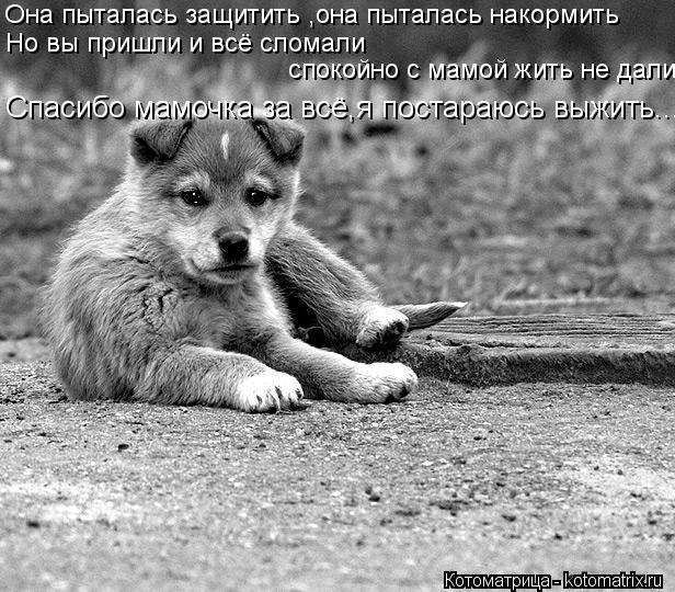 Она пыталась защитить ,она пыталась накормить Но вы пришли и всё сломали спокойно с мамой жить не дал... Котоматрица: Она пыталась защитить ,она пыталась накормить Но вы пришли и всё сломали спокойно с мамой жить не дали Спасибо мамочка за всё,я постараюсь в