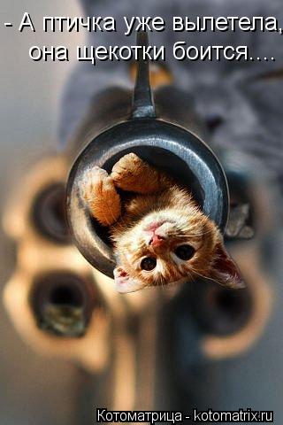 Котоматрица: - А птичка уже вылетела, она щекотки боится....