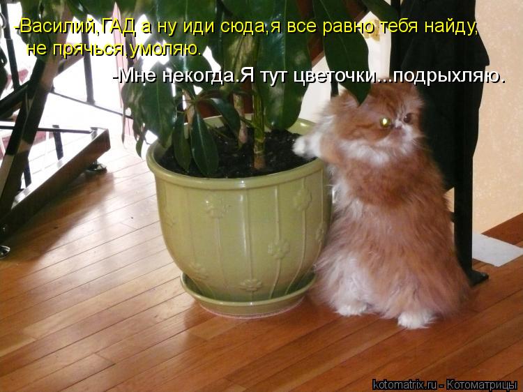 Котоматрица: -Василий,ГАД а ну иди сюда,я все равно тебя найду, не прячься,умоляю. -Мне некогда.Я тут цветочки...подрыхляю.