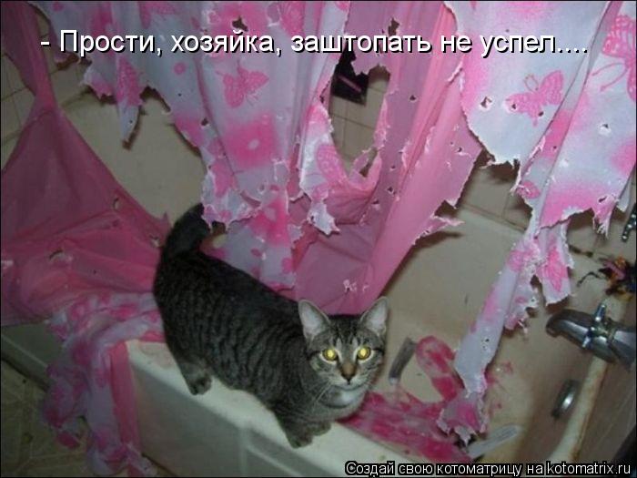 - Прости, хозяйка, заштопать не успел....... Котоматрица: - Прости, хозяйка, заштопать не успел....