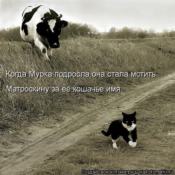 Когда Мурка подросла,она стала мстить Матроскину за её кошачье имя.... Котоматрица: Когда Мурка подросла,она стала мстить Матроскину за её кошачье имя.
