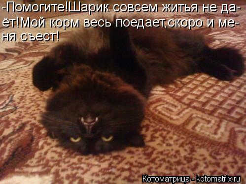 Котоматрица: -Помогите!Шарик совсем житья не да- ёт!Мой корм весь поедает,скоро и ме- ня съест!