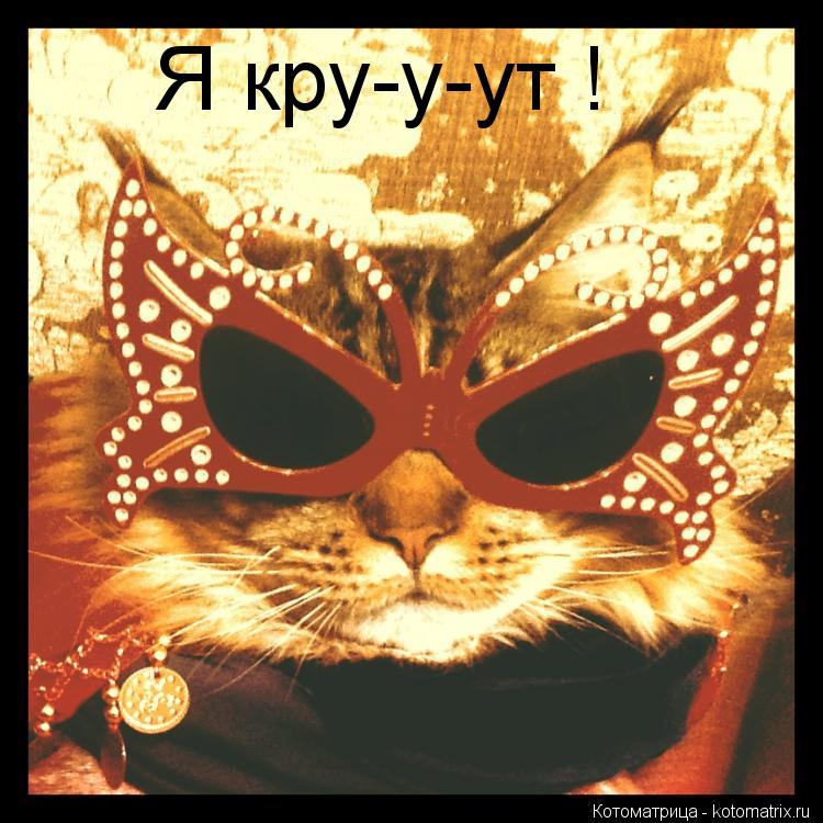 Котоматрица: Я кру-у-ут !