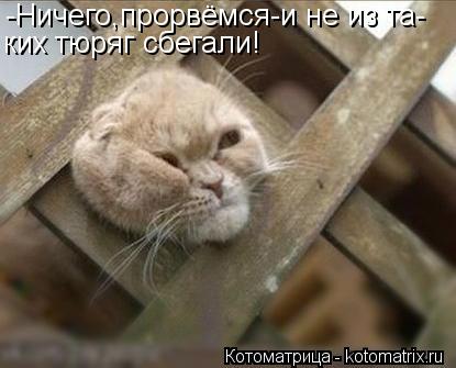 Котоматрица: -Ничего,прорвёмся-и не из та- ких тюряг сбегали!