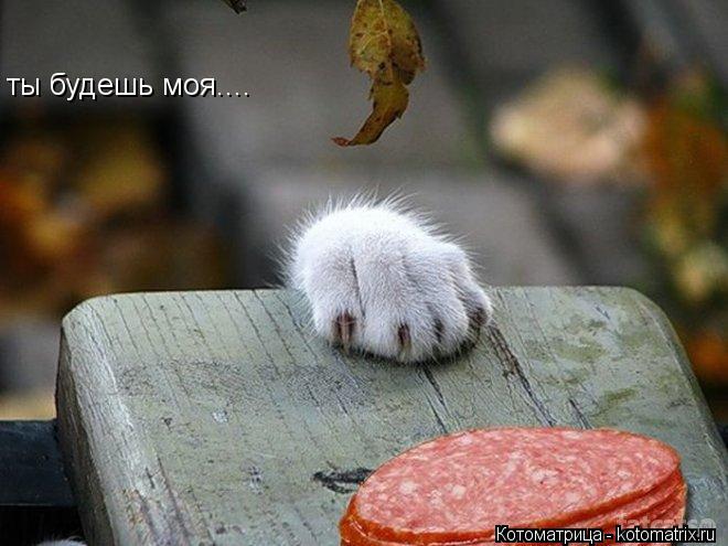 Котоматрица: ты будешь моя....