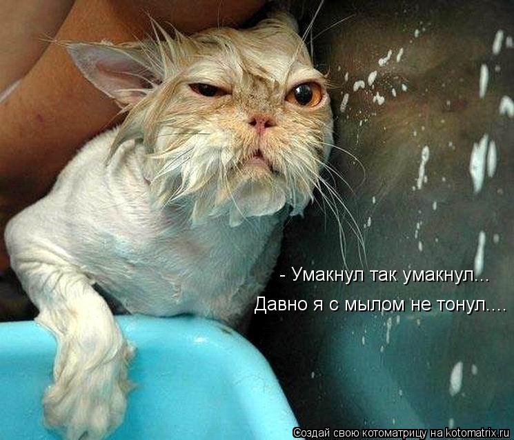 Котоматрица: - Умакнул так умакнул... Давно я с мылом не тонул....