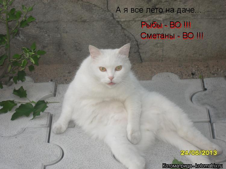 Рыбы - ВО !!! Рыбы - ВО !!! Сметаны - ВО !!! Сметаны - ВО !!! А я все лето на даче...... Котоматрица: Рыбы - ВО !!! Рыбы - ВО !!! Сметаны - ВО !!! Сметаны - ВО !!! А я все лето на даче...
