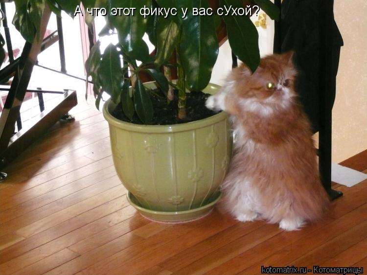А что этот фикус у вас сУхой?... Котоматрица: А что этот фикус у вас сУхой?