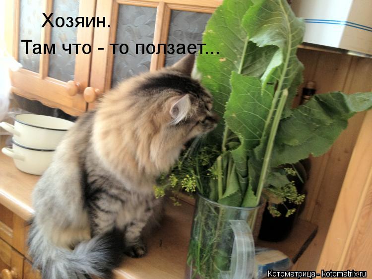 Хозяин. Там что - то ползает...... Котоматрица: Хозяин. Там что - то ползает...