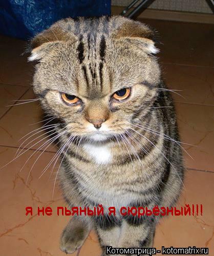 я не пьяный я сюрьёзный!!! я не пьяный я сюрьёзный!!!... Котоматрица: я не пьяный я сюрьёзный!!! я не пьяный я сюрьёзный!!!