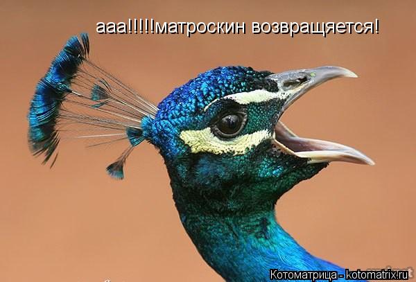 Котоматрица: ааа!!!!!матроскин возвращяется!