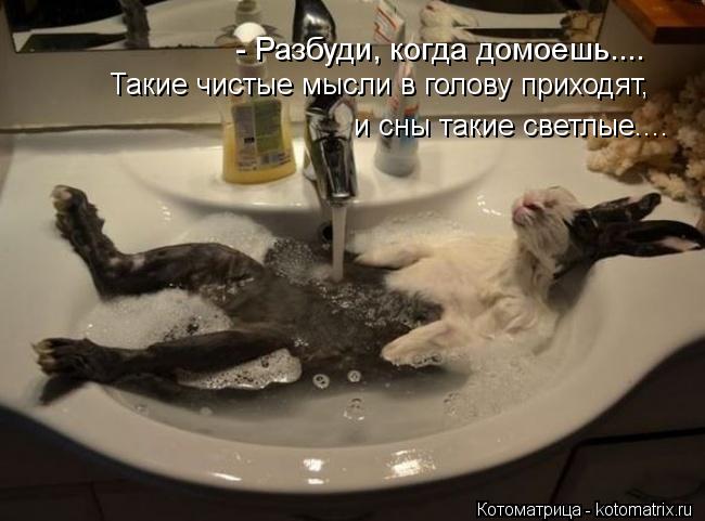 - Разбуди, когда домоешь.... Такие чистые мысли в голову приходят, и сны такие светлые....... Котоматрица: - Разбуди, когда домоешь.... Такие чистые мысли в голову приходят, и сны такие светлые....