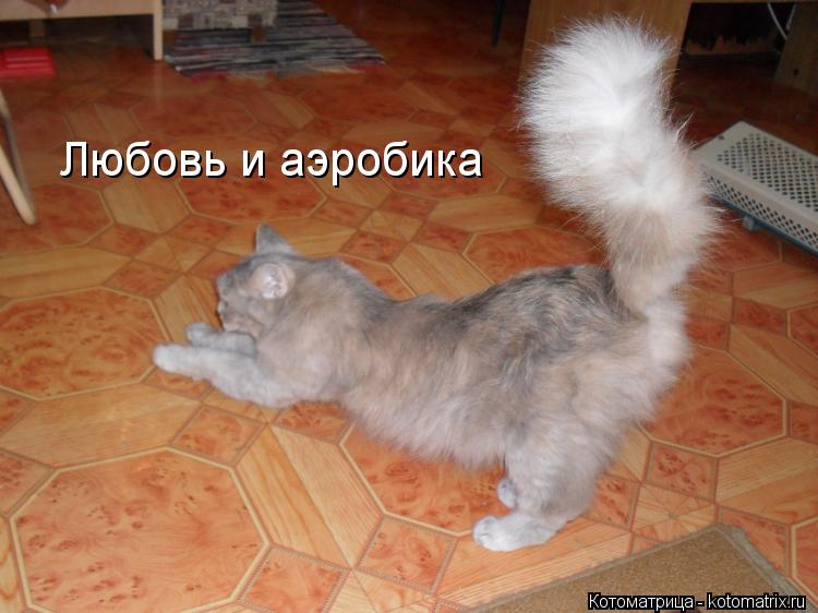 Любовь и аэробика... Котоматрица: Любовь и аэробика