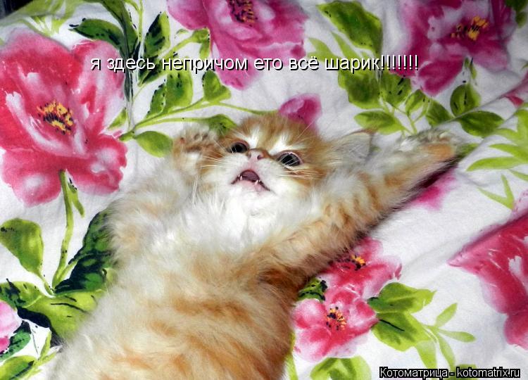 я здесь непричом ето всё шарик!!!!!!!... Котоматрица: я здесь непричом ето всё шарик!!!!!!!