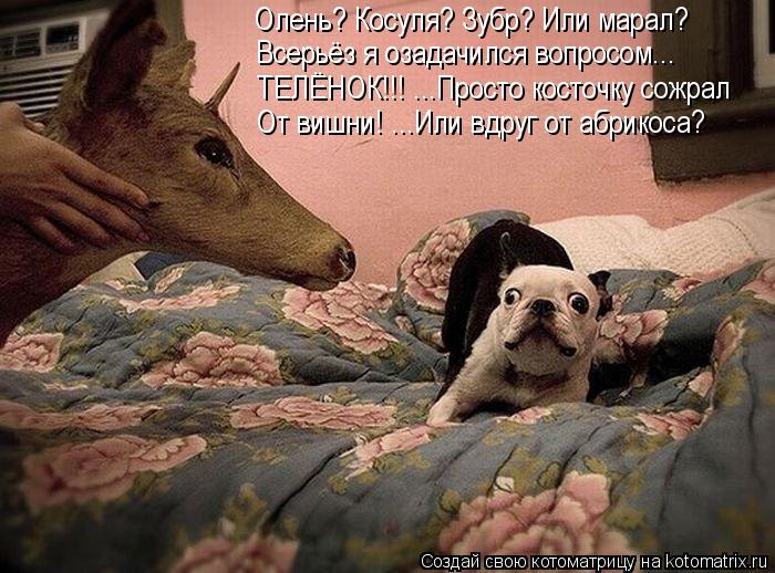 Олень? Косуля? Зубр? Или марал? Всерьёз я озадачился вопросом... ТЕЛЁНОК!!! ...Просто косточку сожрал... Котоматрица: Олень? Косуля? Зубр? Или марал? Всерьёз я озадачился вопросом... ТЕЛЁНОК!!! ...Просто косточку сожрал От вишни! ...Или вдруг от абрикоса?