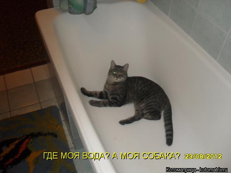 ГДЕ МОЯ ВОДА? А МОЯ СОБАКА?... Котоматрица: ГДЕ МОЯ ВОДА? А МОЯ СОБАКА?