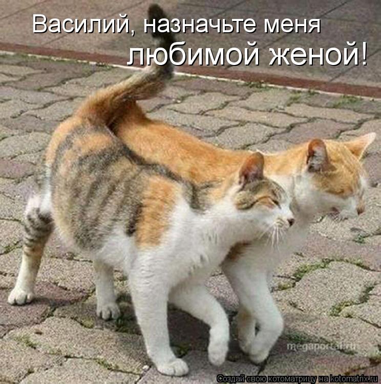 Василий, назначьте меня любимой женой!... Котоматрица: Василий, назначьте меня любимой женой!
