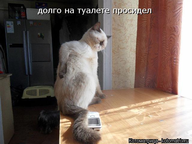 долго на туалете просидел... Котоматрица: долго на туалете просидел