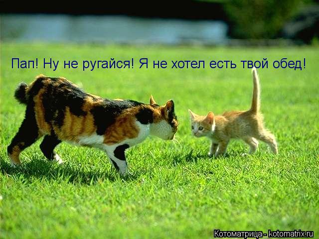 Пап! Ну не ругайся! Я не хотел есть твой обед!... Котоматрица: Пап! Ну не ругайся! Я не хотел есть твой обед!