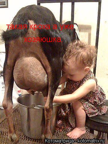 такая кроха а уже хозяюшка.... Котоматрица: такая кроха а уже хозяюшка.