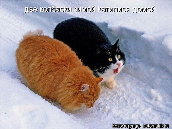 две колбаски зимой катилися домой две колбаски зимой катилися домой... Котоматрица: две колбаски зимой катилися домой две колбаски зимой катилися домой