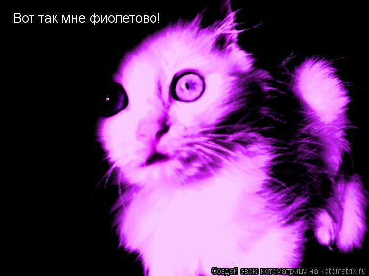 Вот так мне фиолетово!... Котоматрица: Вот так мне фиолетово!