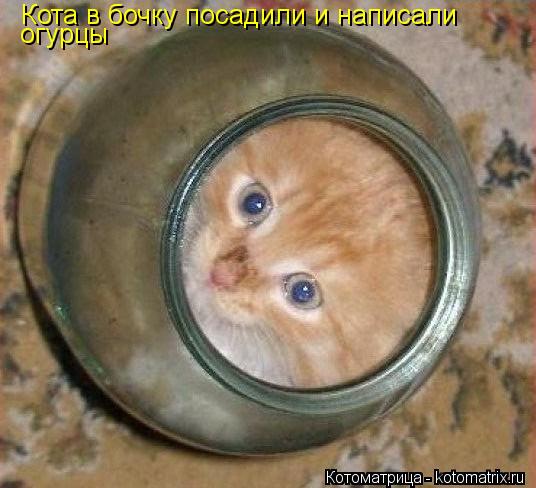 Кота в бочку посадили и написали огурцы... Котоматрица: Кота в бочку посадили и написали огурцы