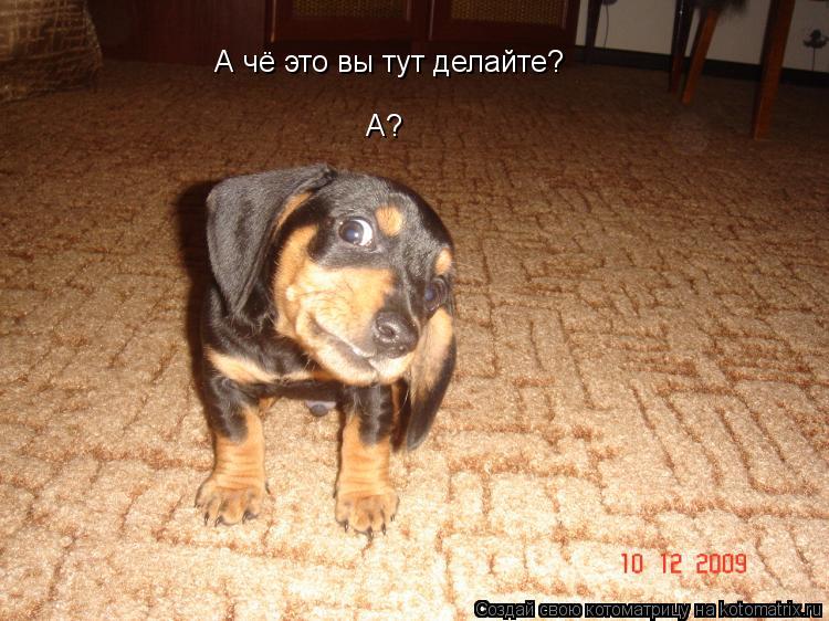 А чё это вы тут делайте? А?... Котоматрица: А чё это вы тут делайте? А?