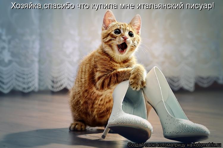 Хозяйка,спасибо что купила мне итальянский писуар!... Котоматрица: Хозяйка,спасибо что купила мне итальянский писуар!