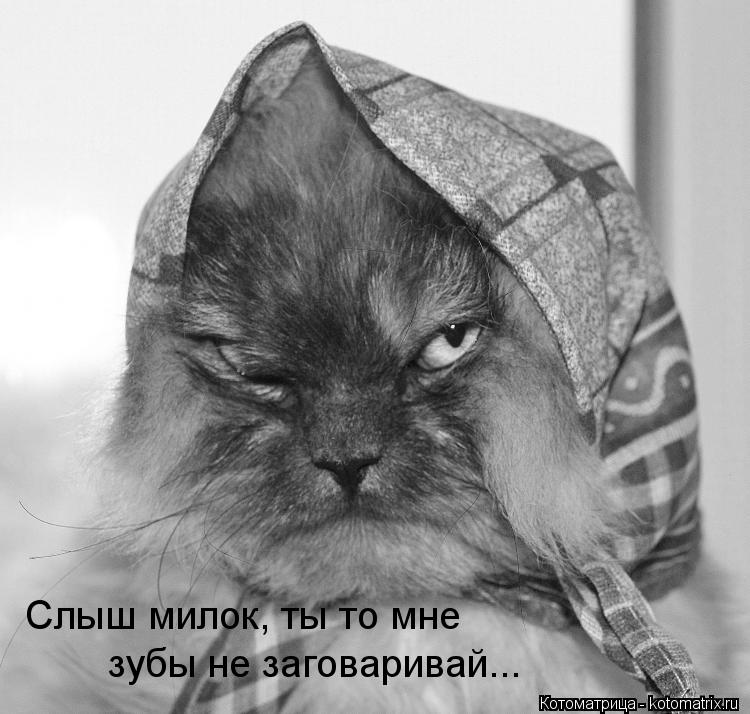Слыш милок, ты то мне зубы не заговаривай...... Котоматрица: Слыш милок, ты то мне зубы не заговаривай...
