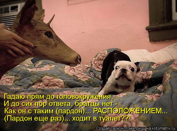 Гадаю прям до головокружения, И до сих пор ответа, братцы нет - Как он с таким (пардон)... РАСПОЛОЖЕН... Котоматрица: Гадаю прям до головокружения, И до сих пор ответа, братцы нет - Как он с таким (пардон)... РАСПОЛОЖЕНИЕМ... (Пардон еще раз)... ходит в туалет??!