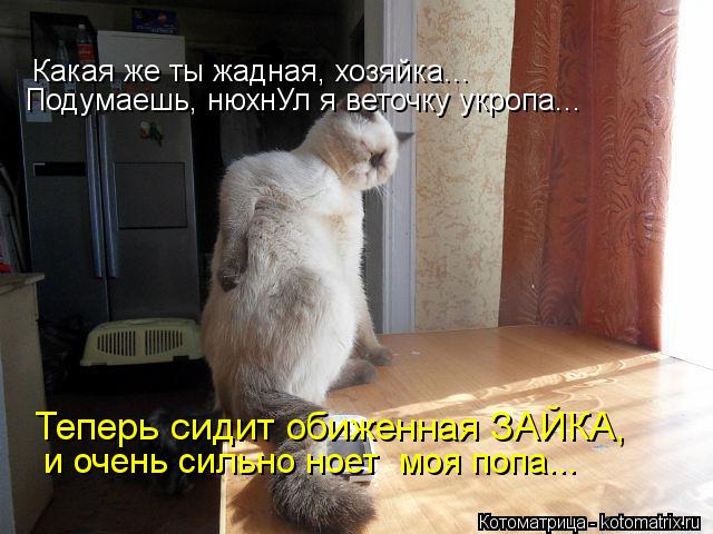 Подумаешь, нюхнУл я веточку укропа... Какая же ты жадная, хозяйка... Теперь сидит обиженная ЗАЙКА, и... Котоматрица: Подумаешь, нюхнУл я веточку укропа... Какая же ты жадная, хозяйка... Теперь сидит обиженная ЗАЙКА, и очень сильно ноет моя попа...
