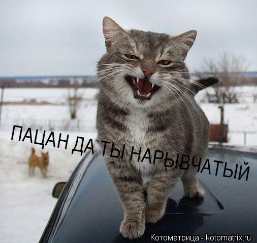 ПАЦАН ДА ТЫ НАРЫВЧАТЫЙ... Котоматрица: ПАЦАН ДА ТЫ НАРЫВЧАТЫЙ