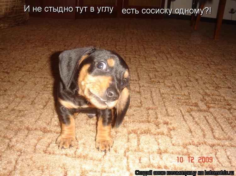 И не стыдно тут в углу есть сосиску одному?!... Котоматрица: И не стыдно тут в углу есть сосиску одному?!