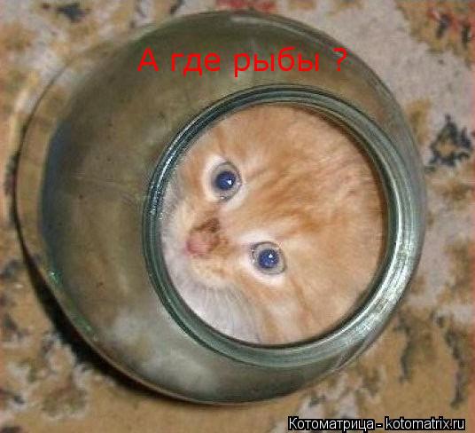 А где рыбы ?... Котоматрица: А где рыбы ?