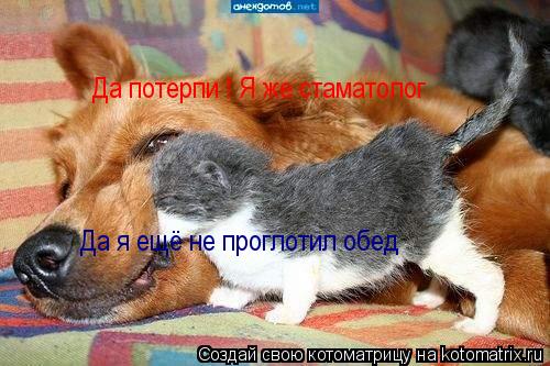Да потерпи ! Я же стаматолог Да я ещё не проглотил обед... Котоматрица: Да потерпи ! Я же стаматолог Да я ещё не проглотил обед